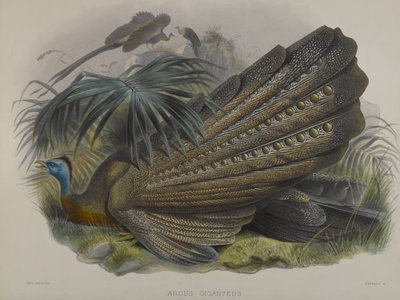 Great Argus Pheasant by John Gould